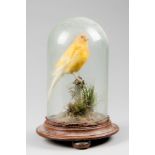 A LATE 19TH CENTURY TAXIDERMY CANARY UNDER GLASS DOME (h 27cm x w 18cm x d 18cm)