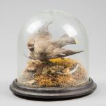 A LATE 19TH CENTURY TAXIDERMY CEDAR WAXWING UNDER GLASS DOME (h 25cm x w 25cm x d 25cm)