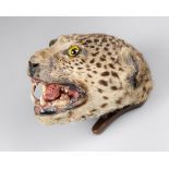 A LATE 19TH CENTURY TAXIDERMY LEOPARD HEAD ON OAK BRACKET WITH REAL SKULL (l 32cm)