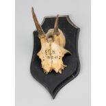 AN EARLY 20TH CENTURY ROE DEER SKULL ON AN EBONISED SHIELD (h 22.5cm)