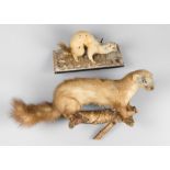 A 20TH CENTURY TAXIDERMY PINE MARTEN, TOGETHER WITH A MOUNTED STOAT The largest (h 35cm x w 56cm x d