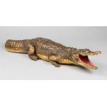 A LATE 19TH/EARLY 20TH CENTURY TAXIDERMY CROCODILE (112cm)