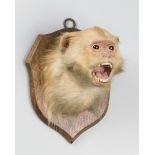 A 20TH CENTURY TAXIDERMY RHESUS MACAQUE HEAD ON OAK SHIELD (h 24.5cm x w 18cm x d 18.5cm)