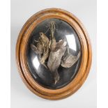 A LATE 19TH CENTURY TAXIDERMY STUDY OF TWO GAME BIRDS HANGING IN A GLAZED WALL DOME (h 60.5cm x w