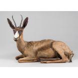 A LATE 20TH CENTURY TAXIDERMY BLACK SPRINGBOK (h 56cm x w 86cm x d 42cm)