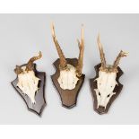 A 20TH CENTURY GROUP OF DEFORMED ROE DEER SKULLS UPON SHIELDS (h 29cm)