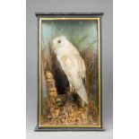 A LATE 19TH CENTURY TAXIDERMY BARN OWL IN A GLAZED CASE WITH A NATURALISTIC SETTING (h 52cm x w 30cm