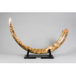 A FINE MAMMOTH TUSK FROM THE DEVENSIAN GLACIATION PERIOD. TAYMYR, SIBERIA RUSSIA. 180cm on outside