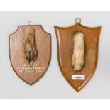 PETER SPICER & SONS, AN EARLY 20TH CENTURY TAXIDERMY HARE PAW ON OAK SHIELD Together with an