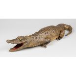 AN EARLY 20TH CENTURY TAXIDERMY CROCODILE (92cm)