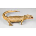 AN EARLY 20TH CENTURY TAXIDERMY CROCODILE (80cm)