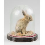 A 20TH CENTURY TAXIDERMY BABY HARE UNDER GLASS DOME (h 24cm x w 22cm x d 22cm)