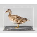 A 20TH CENTURY TAXIDERMY DUCK IN A PERSPEX DISPLAY CASE (h 30cm x w 40cm x d 24.5cm)