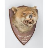 AN EARLY 20TH CENTURY TAXIDERMY FOX MASK ON OAK SHIELD