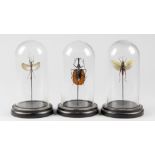 A SET OF THREE ENTOMOLOGY SPECIMENS UNDER GLASS DOMES (h 23cm x w 13cm x d 13cm)