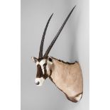 A 20TH CENTURY TAXIDERMY ORYX SHOULDER MOUNT (h 152cm x w 80cm x d 73cm)