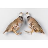 A LATE 20TH CENTURY TAXIDERMY PAIR OF PARTRIDGES. (h 23cm)