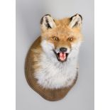 A 21ST CENTURY TAXIDERMY FOX MASK UPON OAK SHIELD (h 32cm w 22cm x d 23cm)