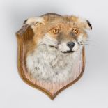 A 20TH CENTURY TAXIDERMY FOX MASK UPON OAK SHIELD (h 28cm x w 22cm x d 28cm)