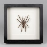 A FRAMED TARANTULA (h 25cm x w 25cm x d 4.5cm)