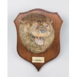 PETER SPICER & SONS, AN EARLY 20TH CENTURY TAXIDERMY OTTER MASK Inscription to plaque "D. O. N, JULY