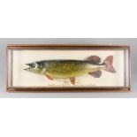 A 20TH CENTURY TAXIDERMY PIKE IN A GLAZED CASE Inscribed: Pike 18lbs 20ozs, 4th Nov 1992, Private
