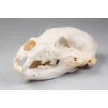 A 20TH CENTURY TAXIDERMY BLACK BEAR SKULL (h 12cm x w 27cm x d 16cm)