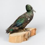 A 20TH CENTURY TAXIDERMY DUCK MOUNTED UPON A LOG BASE (h 35cm x w 34cm x d 24cm)