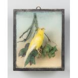 A LATE 19TH/EARLY 20TH CENTURY TAXIDERMY CANARY IN A GLAZED CASE (h 21cm x w 17cm x d 11cm)