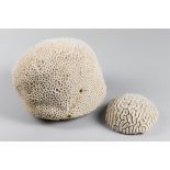 TWO NATURAL CORALS, INCLUDING A BRAIN CORAL. (largest h 22cm x w 25cm x d 25cm)