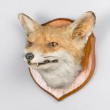 A 20TH CENTURY TAXIDERMY FOX MASK UPON OAK SHIELD (h 22cm x w 20cm x d 21cm)