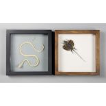 TWO FRAMED SPECIMENS, COMPRISING OF A SNAKE SKELETON AND A FLYING DRAGON (h 25cm x w 25cm x d 4.5cm)