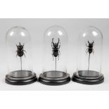 A COLLECTION OF THREE ENTOMOLOGY BEETLE SPECIMENS UNDER GLASS DOMES (h 23cm x w 13cm x d 13cm)