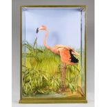 ROWLAND WARD, A 20TH CENTURY TAXIDERMY FLAMINGO IN A GLAZED CASE WITH A NATURALISTIC SETTING Paper