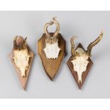 A 20TH CENTURY GROUP OF DEFORMED ROE DEER SKULLS UPON SHIELDS (h 26cm)