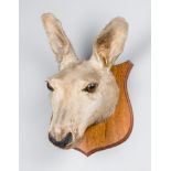 A 20TH CENTURY TAXIDERMY KANGAROO HEAD UPON OAK SHIELD (h 30cm x w 21cm x d 19cm)