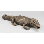 A 19TH CENTURY TAXIDERMY CROCODILE (110cm)