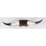 A 20TH CENTURY SET OF MOUNTED CATTLE HORNS (74cm)