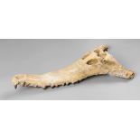 A DYROSAURUS PHOSPHATOSAURUS CROCODILE UPPER SKULL Original fossil skull pieced together by an