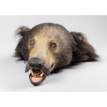 A LATE 19TH CENTURY TAXIDERMY SLOTH BEAR HEAD Probably originated from a skin rug that was later