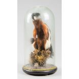 A LATE 19TH/EARLY 20TH CENTURY TAXIDERMY PREVOST SQUIRREL UNDER GLASS DOME (h 37cm x w 18cm x d