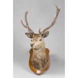 AN EARLY 20TH CENTURY TAXIDERMY SCOTTISH RED DEER ADULT STAG SHOULDER MOUNT, 11 POINTS Plaque