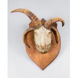 A LATE 19TH/EARLY 20TH CENTURY TAXIDERMY JACOB SHEEP HEAD UPON OAK SHIELD (h 52cm x w 38cm x d 26cm)
