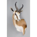 A 21ST CENTURY TAXIDERMY SPRINGBOK SHOULDER MOUNT (h 80cm x w 35cm x d 35cm)