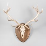 A LARGE AND IMPRESSIVE EARLY 20TH CENTURY DEER SKULL AND ANTLERS UPON OAK SHIELD, 15 POINTS (h 118cm