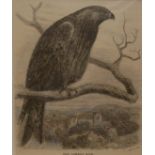 A COLLECTION OF NINE VARIOUS 19TH CENTURY COPPER ENGRAVINGS AND HAND COLOURED PRINTS Various birds