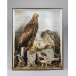 ROBERT HOPE, A 19TH CENTURY TAXIDERMY WHITE-TAILED EAGLE IN A GLAZED CASE WITH A NATURALISTIC