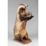 AN EARLY 20TH CENTURY TAXIDERMY BADGER DUMBWAITER (h 75cm x w 28cm x d 38cm)