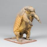 A LATE 19TH/EARLY 20TH CENTURY TAXIDERMY ARMADILLO UPON WOODEN BASE (h 21cm x w 23cm x d 12.5cm)