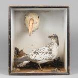 AN UNUSUAL 19TH CENTURY TAXIDERMY CASE OF SEA BIRDS INCLUDING AN ALBATROSS HEAD (h 41cm x w 36cm x d